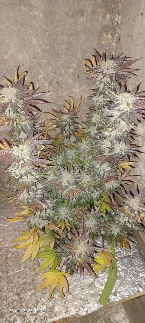 Shogun rQs. Week 17