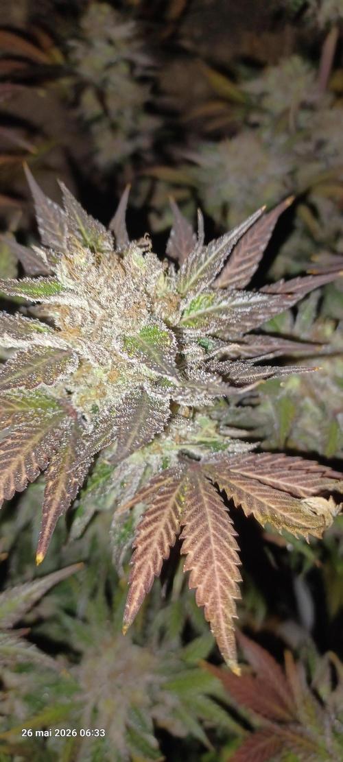 Shogun rQs. Week 17