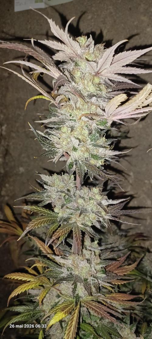 Shogun rQs. Week 17