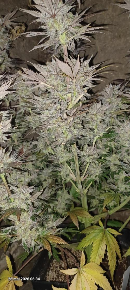 Shogun rQs. Week 17