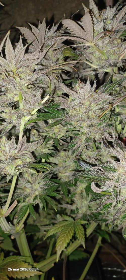 Shogun rQs. Week 17