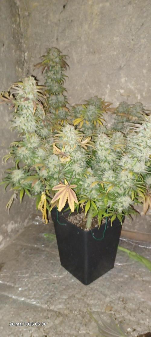 Shogun rQs. Week 17