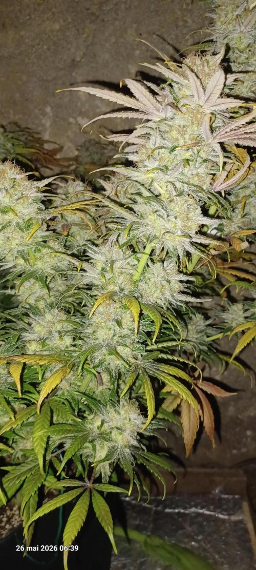 Shogun rQs. Week 17