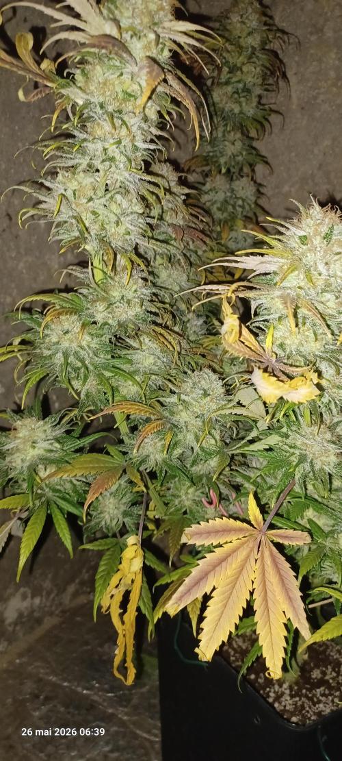 Shogun rQs. Week 17
