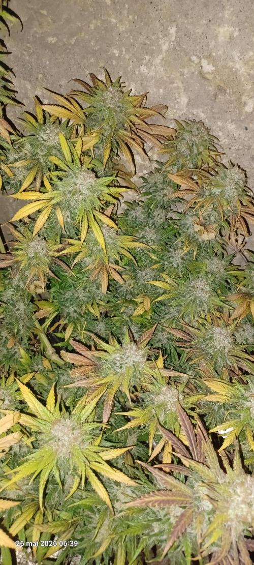 Shogun rQs. Week 17