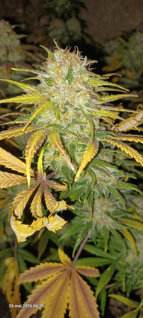 Shogun rQs. Week 17