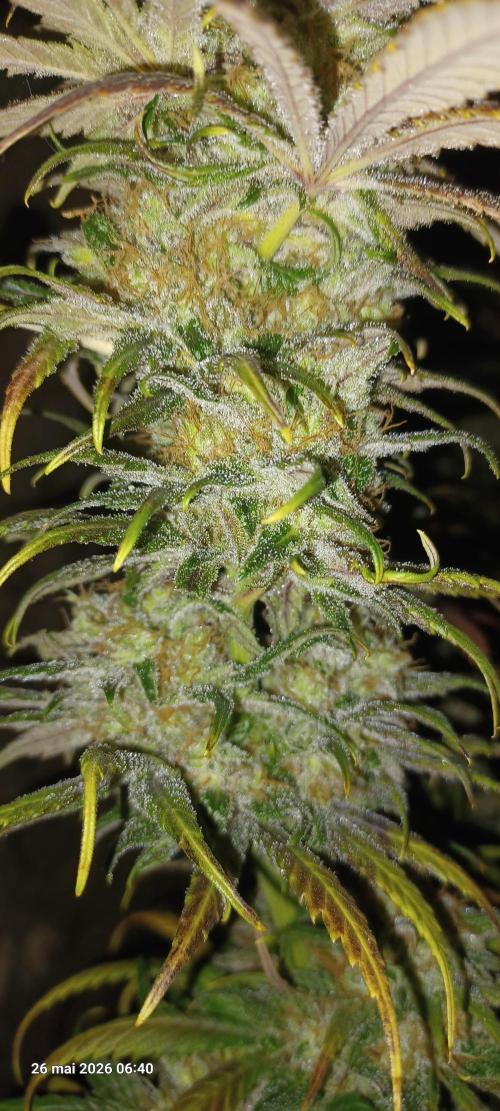 Shogun rQs. Week 17