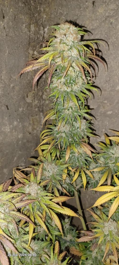 60-90-100. Week 17