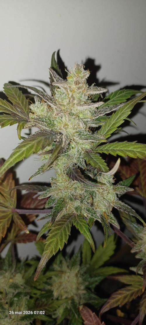Appel Fritter Auto.. rQs. Week 13
