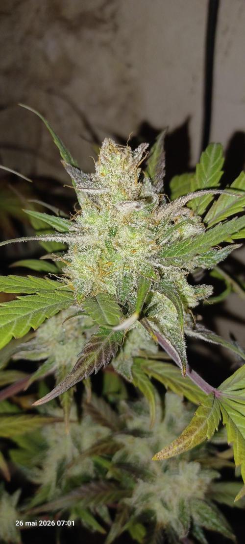 Appel Fritter Auto.. rQs. Week 13