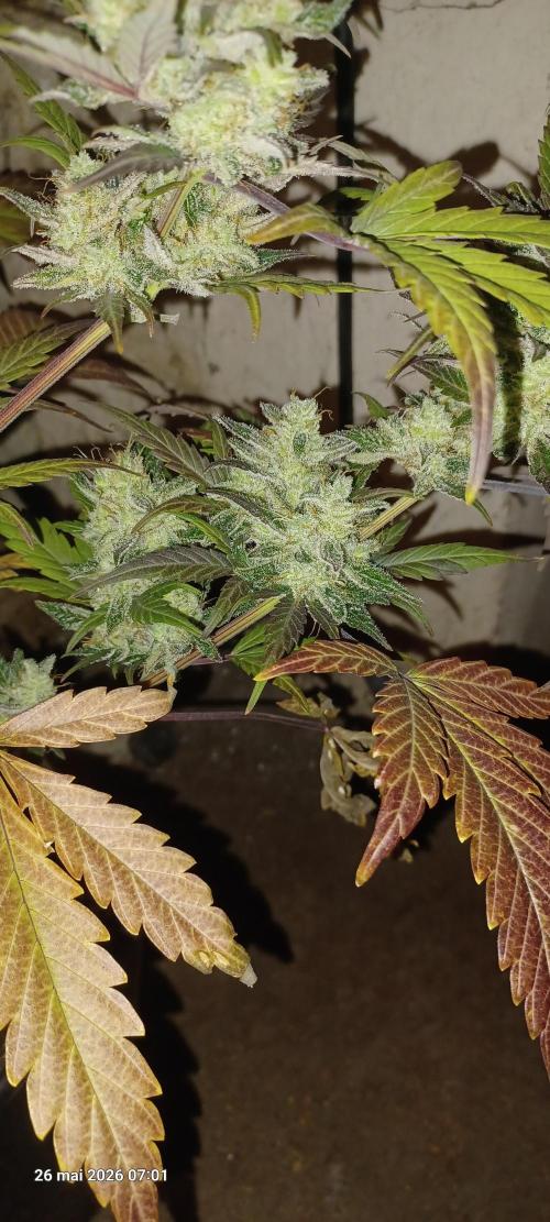 Appel Fritter Auto.. rQs. Week 13