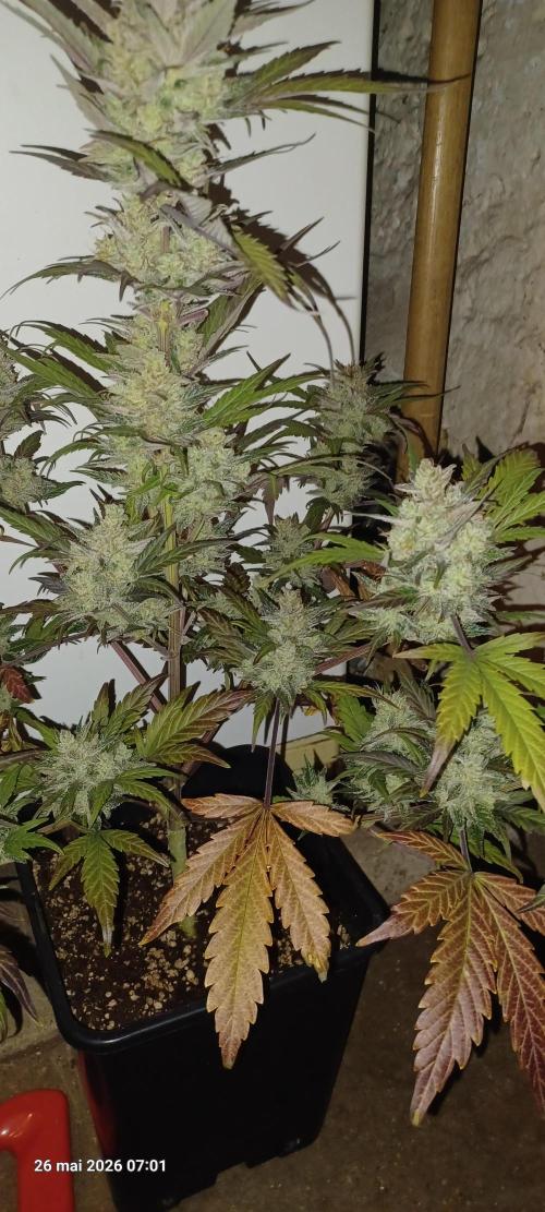 Appel Fritter Auto.. rQs. Week 13