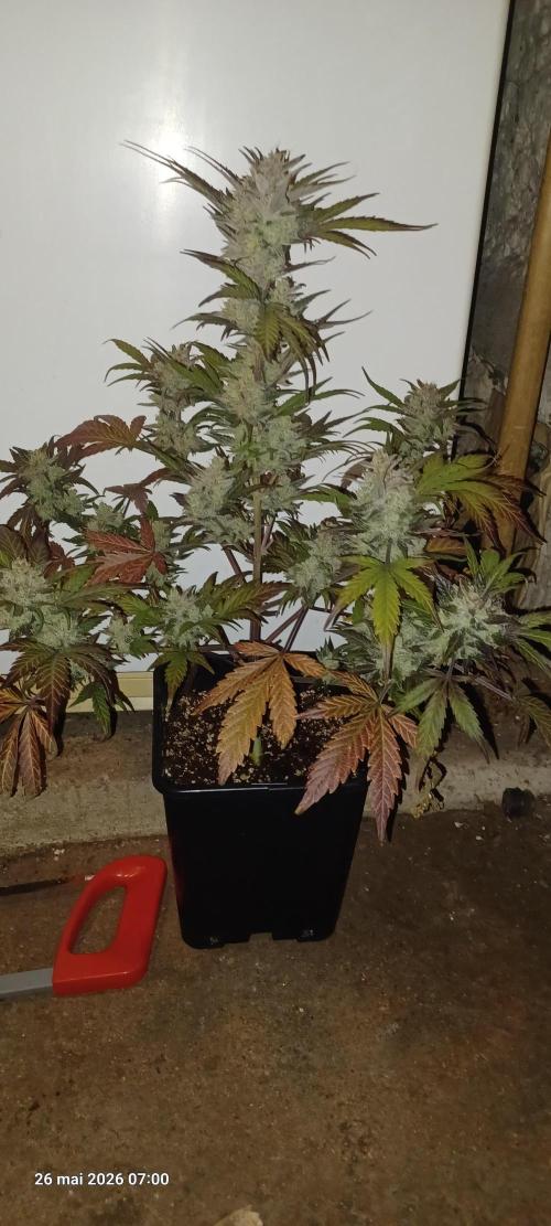 Appel Fritter Auto.. rQs. Week 13