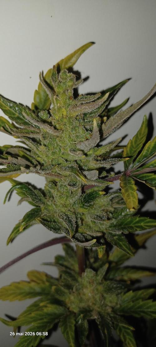 Appel Fritter Auto.. rQs. Week 13