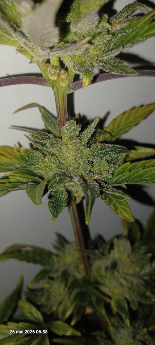 Appel Fritter Auto.. rQs. Week 13