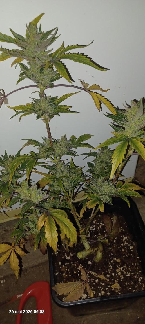 Appel Fritter Auto.. rQs. Week 13