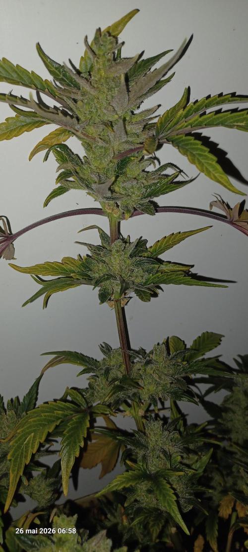 Appel Fritter Auto.. rQs. Week 13