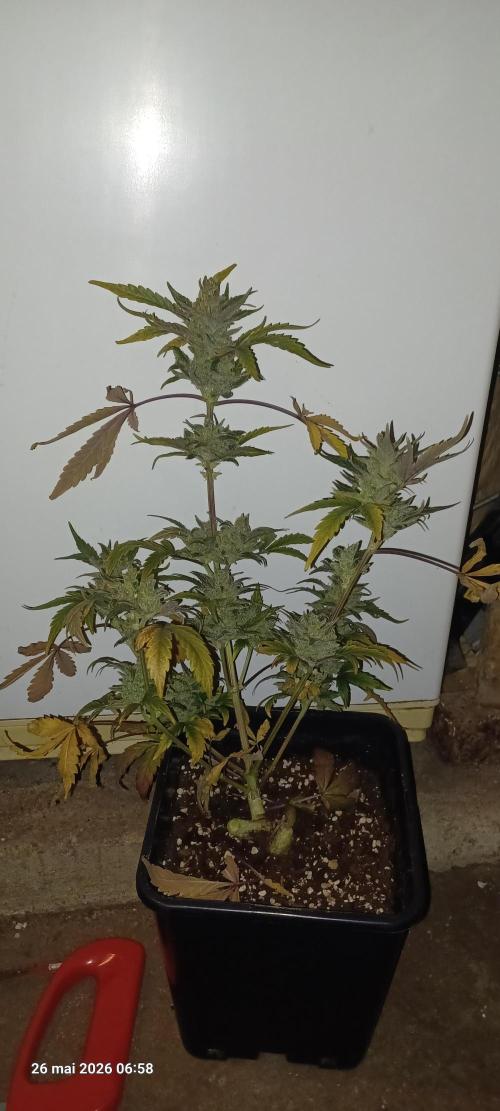 Appel Fritter Auto.. rQs. Week 13