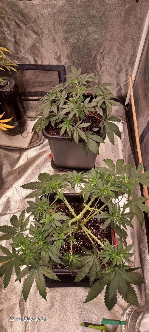 Wedding cake rQs. Week 7