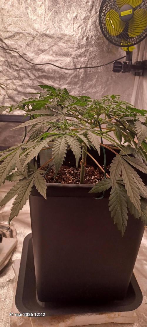 Wedding cake rQs. Week 7