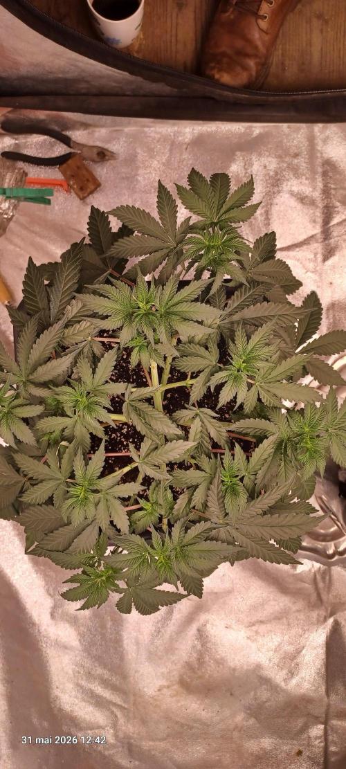 Wedding cake rQs. Week 7