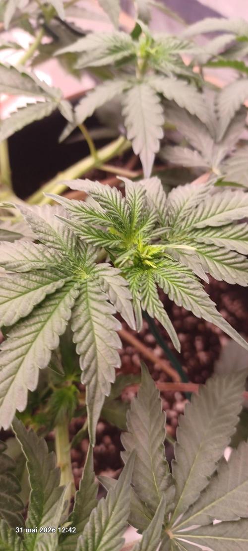 Wedding cake rQs. Week 7