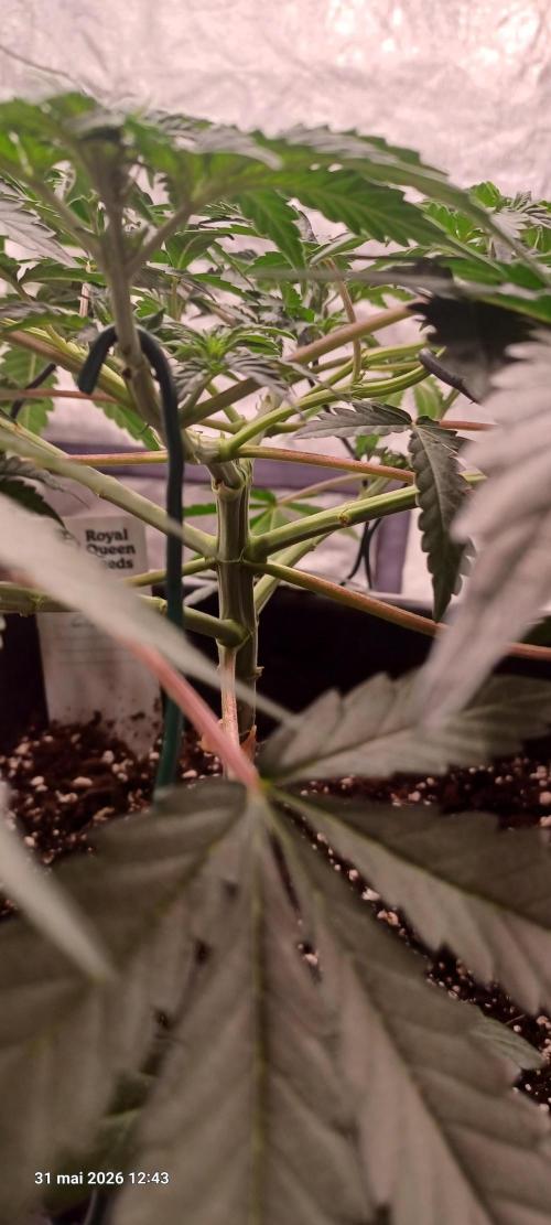 Wedding cake rQs. Week 7