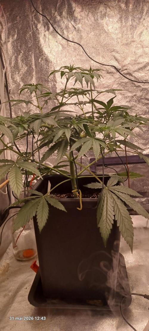 Wedding cake rQs. Week 7