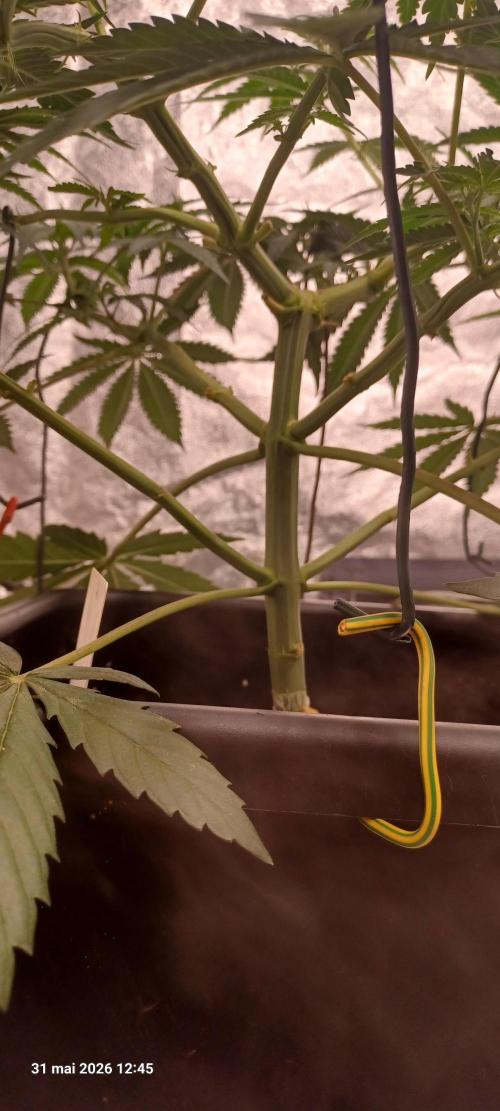 Wedding cake rQs. Week 7
