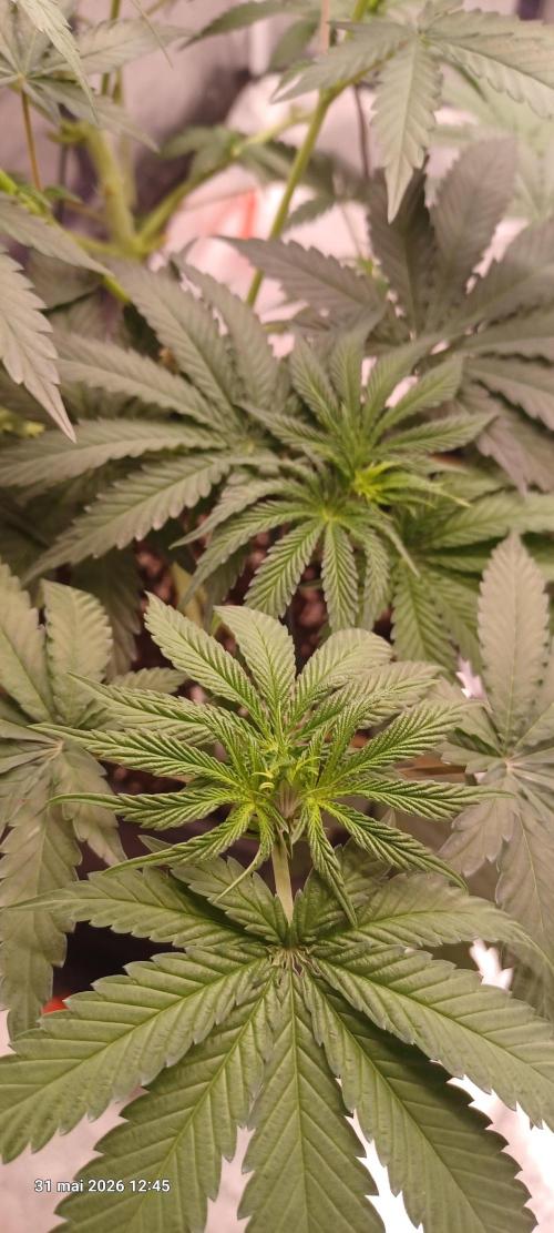 Wedding cake rQs. Week 7