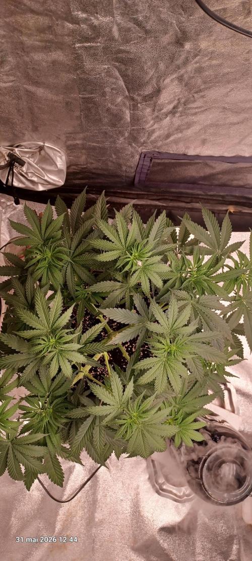 Wedding Cake. Week 7