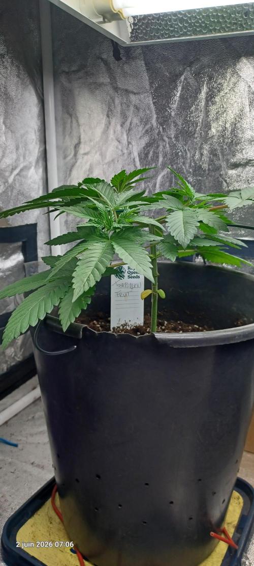 Forbidden Fruit  rQs. Week 4