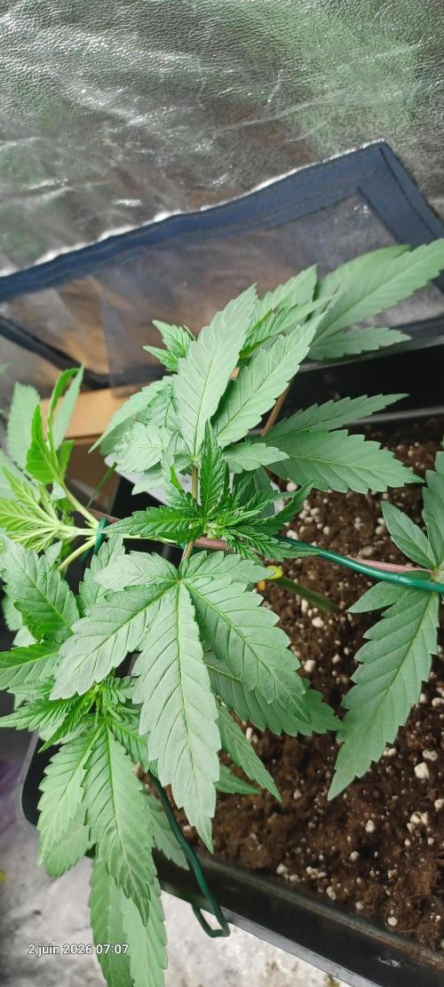 Forbidden Fruit  rQs. Week 4