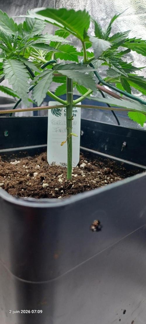 Forbidden Fruit  rQs. Week 4