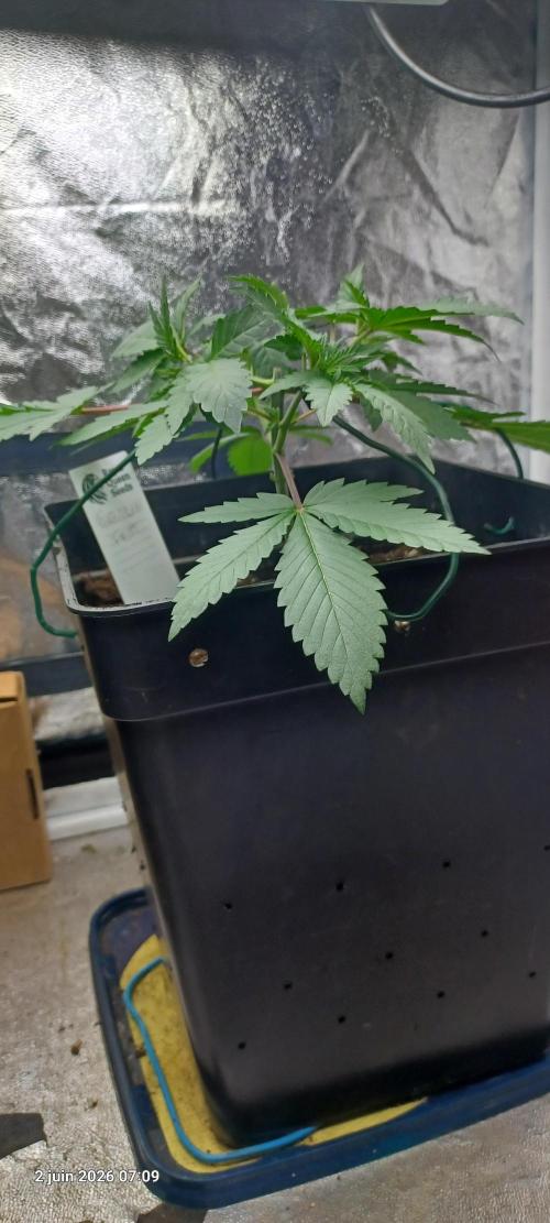Forbidden Fruit  rQs. Week 4
