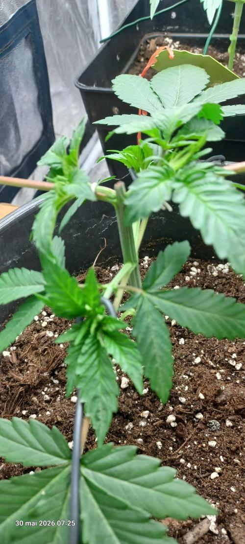 Forbidden Fruit  rQs. Week 4