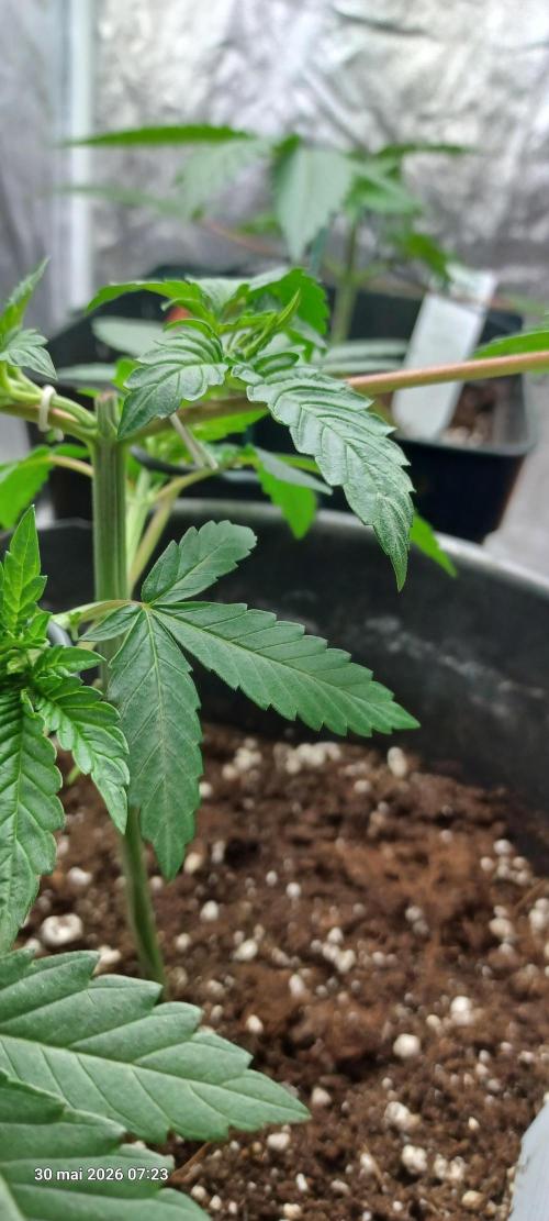 Forbidden Fruit  rQs. Week 4
