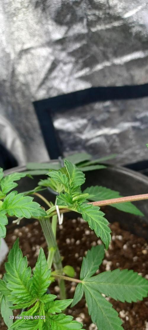 Forbidden Fruit  rQs. Week 4