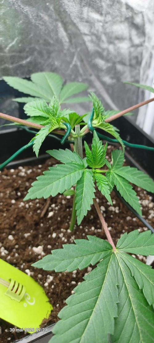 Forbidden Fruit. Week 4