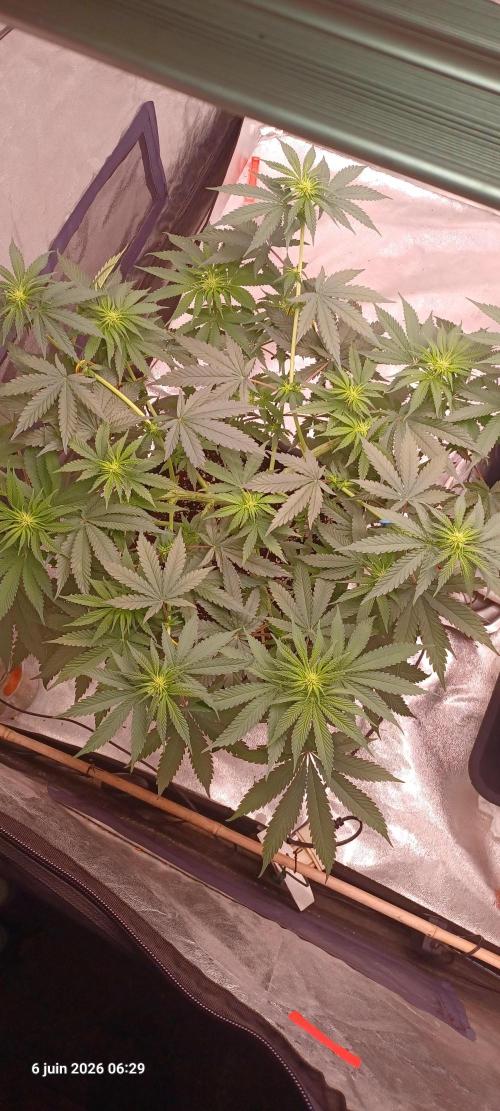 Wedding cake rQs. Week 8