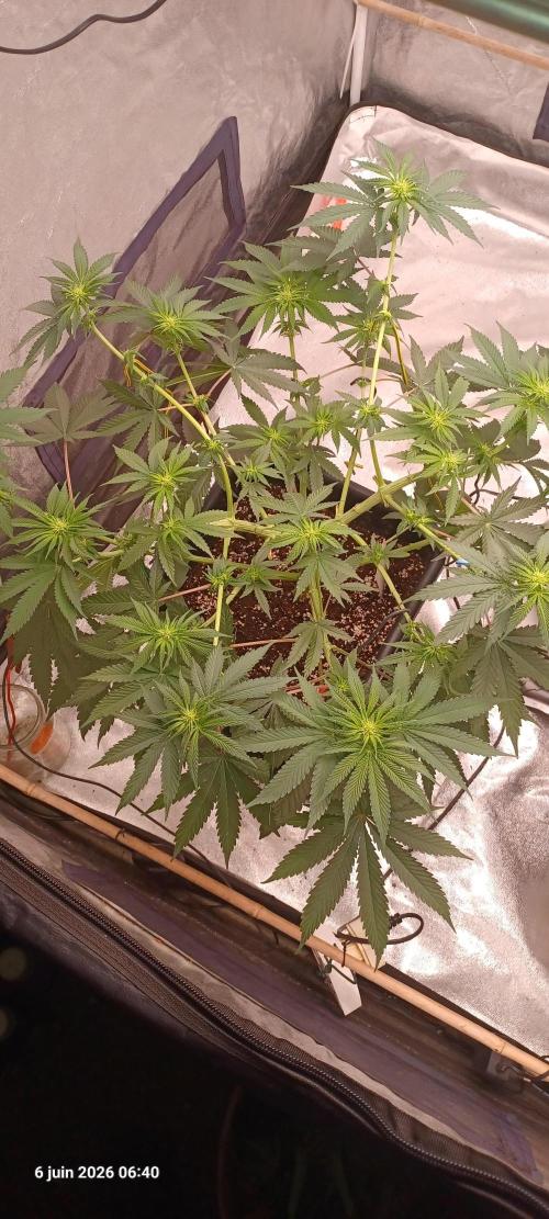 Wedding cake rQs. Week 8