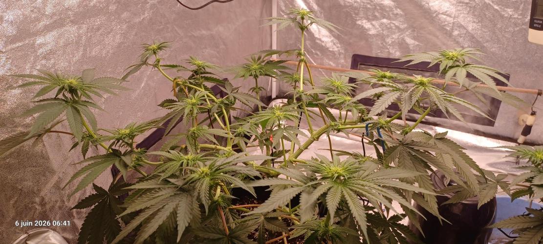 Wedding cake rQs. Week 8