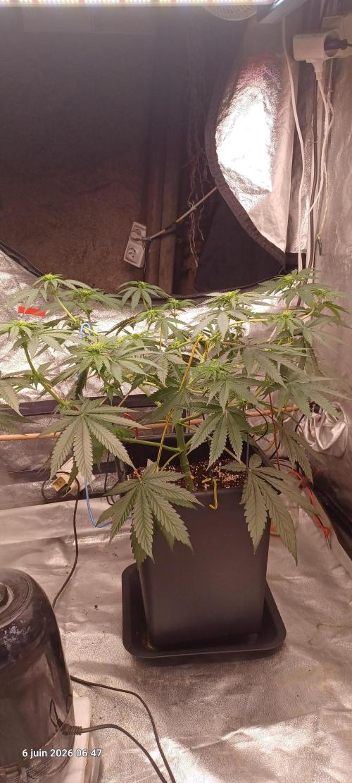 Wedding cake rQs. Week 8