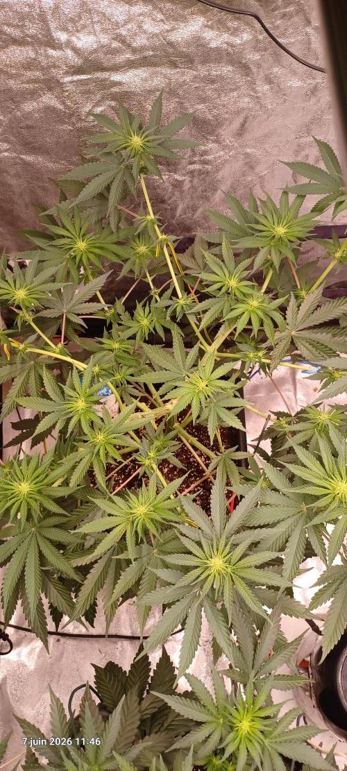 Wedding cake rQs. Week 8