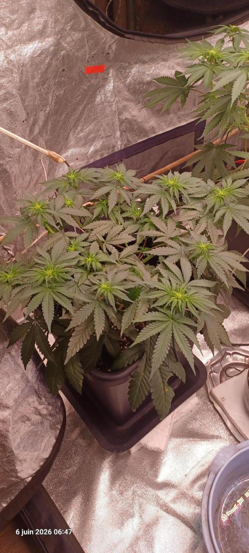 Wedding cake rQs. Week 8