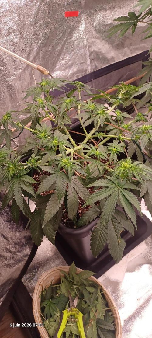 Wedding cake rQs. Week 8