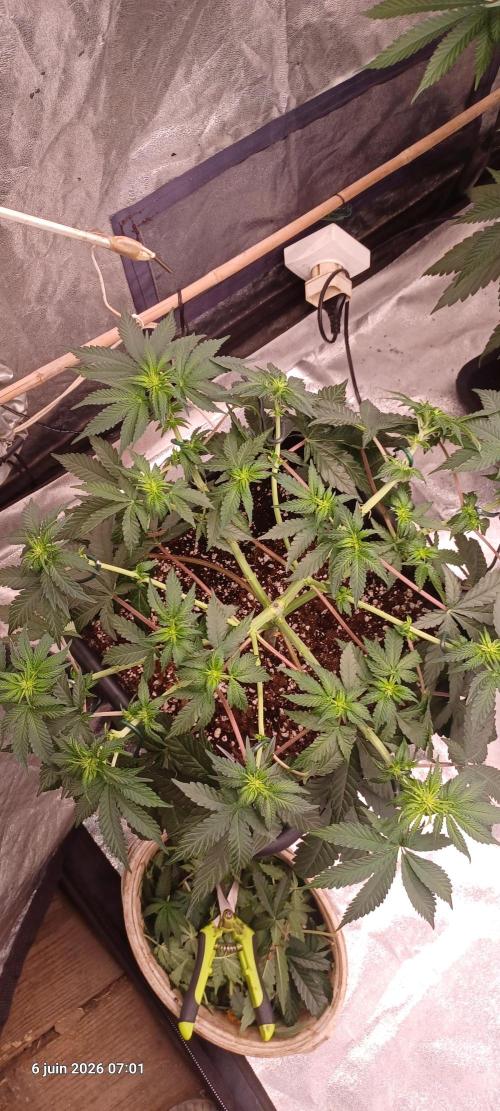 Wedding cake rQs. Week 8