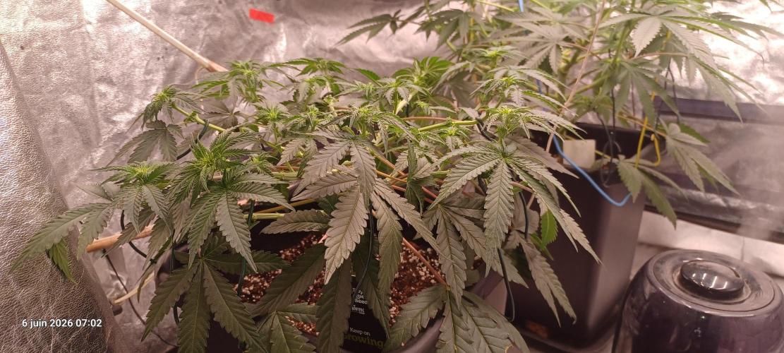 Wedding cake rQs. Week 8