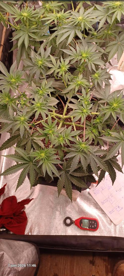 Wedding cake rQs. Week 8