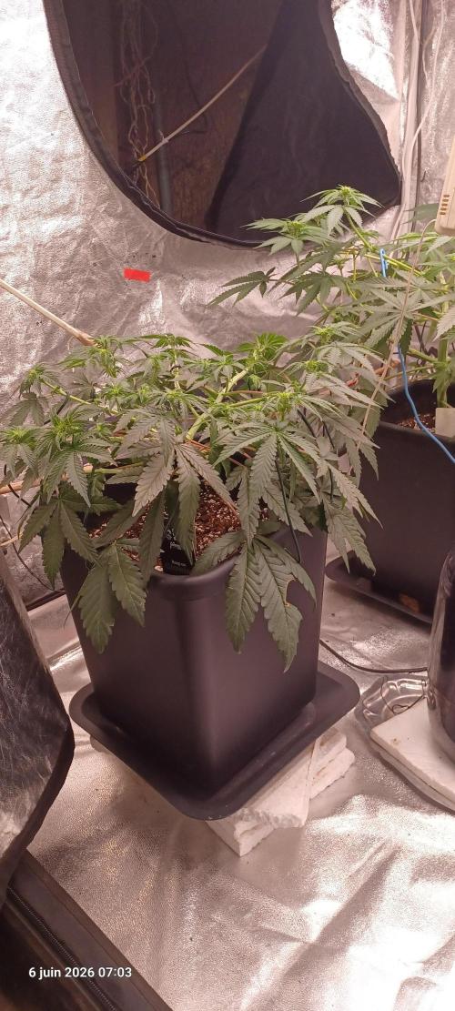 Wedding cake rQs. Week 8